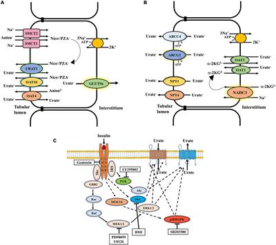 Genetic and Physiological Effects of Insulin on Human Urate Homeostasis